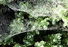 Hebe Cobweb 2