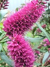 Hebe Flower Magenta