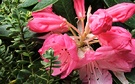 Hebe Whipcord Rhododendron
