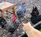 Hen Cat Rooster