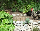 Hen Path Rheum