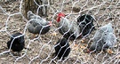 Hens Chicken Run