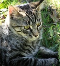 Histeria Tabby Cat