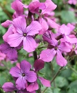 Honesty Purple Bloom