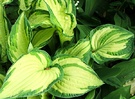 Hosta Golden