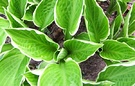 Hosta Green Cream