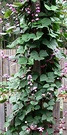 Hyacinth Bean Vine