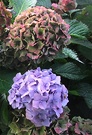 Hydrangea Blue Pink