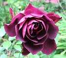 Iceberg Burgundy Rose