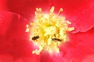 Insects Red Rose