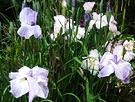 Iris Flowers Water
