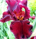 Iris Maroon Red