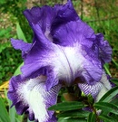 Iris White Purple