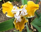 Iris White Yellow