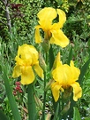 Iris Yellow