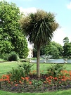Kew Gardens Cordyline