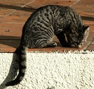 Kitten Black Tabby
