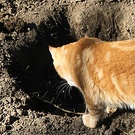Kitten Planting Hole