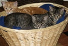Kittens Basket