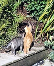 Kittens Flax Bridge