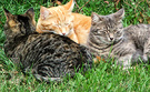 Kittens Snoozing