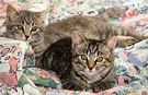 Kttens Bed Tabby