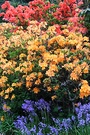 Lam Azaleas Bluebells