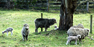 Lamb Merino Sheep
