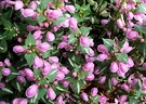 Lamium Purple