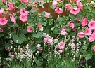 Lavatera Lavender