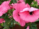 Lavatera Pink Bee