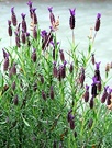 Lavender Bracts