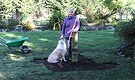 Lawn Dog Gardener