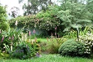 Lawn Foxgloves Garden