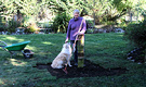 Lawn Gardener