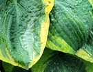 Leaf Hosta Ribbed