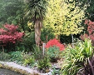 Leaves Autumn Cordyline