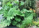 Leaves Gunnera Big