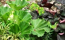 Ligularia Green Foliage