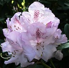 Lilac Blue Rhododendron