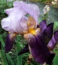 Lilac Iris Purple