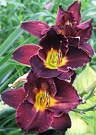 Lily Day Maroon