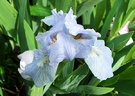 Little Blue Iris