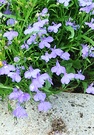 Lobelia Stone