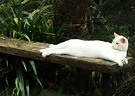 Long White Cat