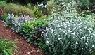 Lychnis Annual Flowers