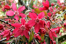 Malus Pink Blossom