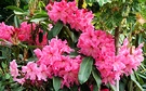 Mid Pink Rhododendron