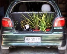 Moosey Car Plants