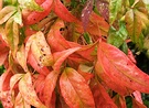 Nandina Red Leaf